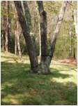 Preview of: 
TopORock_Grounds14.jpg
600 x 800
(194,534 bytes)